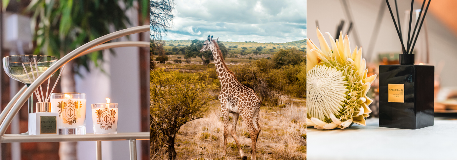 A Heritage Day Fragrance Guide: Discover Your Signature South African Scent