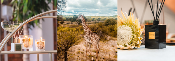 A Heritage Day Fragrance Guide: Discover Your Signature South African Scent